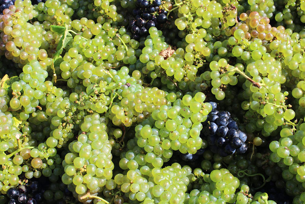Hondarrabi Zuri grapes