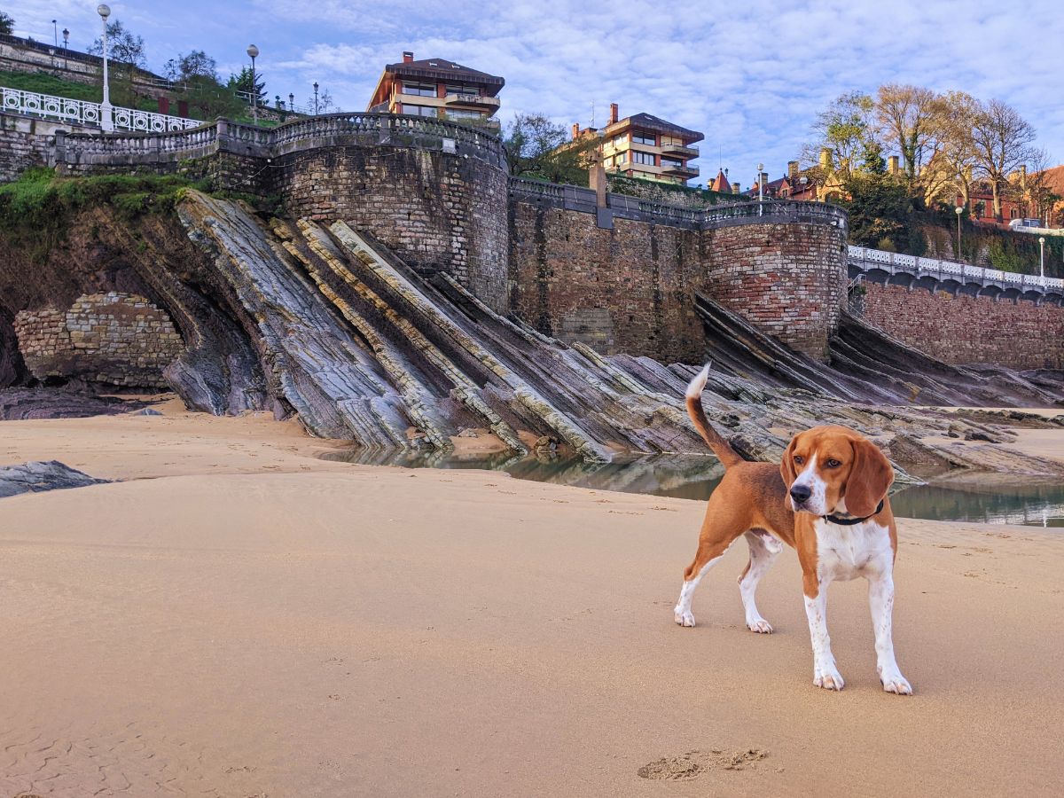 Beagle on La Concha Beach in San Sebastian